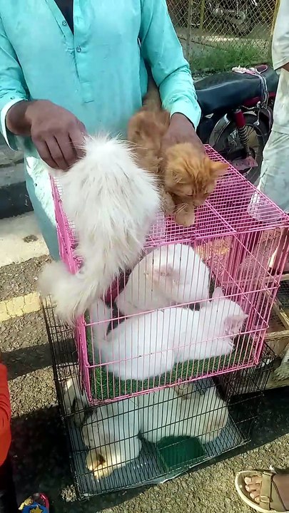 Pet cats