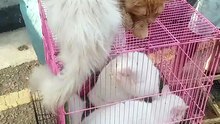 Pet cats