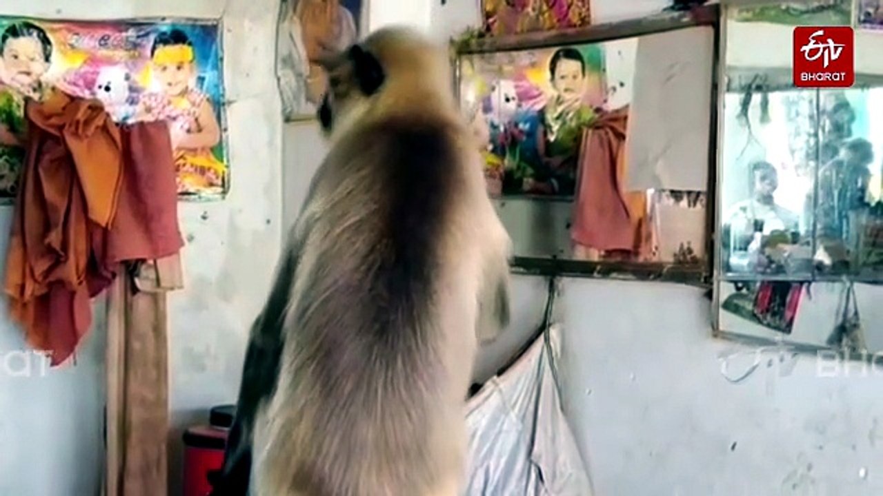Mirror, Mirror On The Wall: Langur Walks Into G...