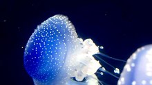 1,000+ New Species DISCOVERED! 🤯