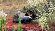 Lions vs. Crocodile: Lion Attacks Croc On Land🦁🐊 A male lion and his pride take on a crocodile on land in some rare footage caputed in South Africa's Entabeni Game Reserve