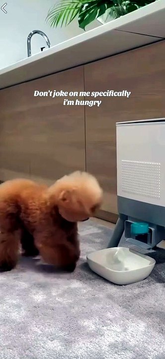 Hungry Cutie Dog is Hungry