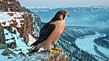DEATH STARE: The Lethal Vision of the Apex Falcon | 4K Wildlife Documentary 🦅