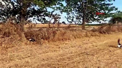 Gizemli leylek ölümlerinin nedeni kahretti... Onlarcası aynı şekilde öldü