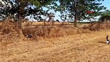 Gizemli leylek ölümlerinin nedeni kahretti... Onlarcası aynı şekilde öldü