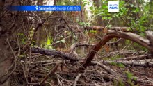 Canadá: milhares de quilómetros quadrados de floresta em chamas na Colúmbia Britânica