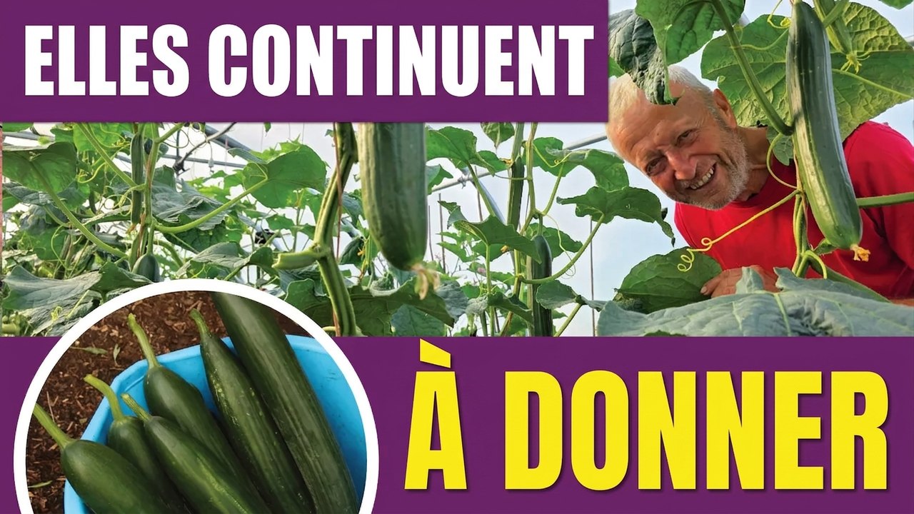 Des concombres tout l'été : profitez d'une récolte longue et généreuse !