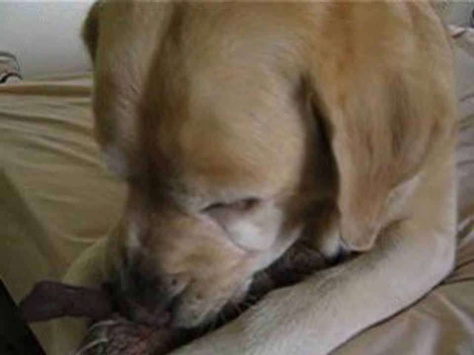 J"AI ENCORE REVE D'ELLE REGGAE CLIP MUZIK CHIEN CHAT FUN FR