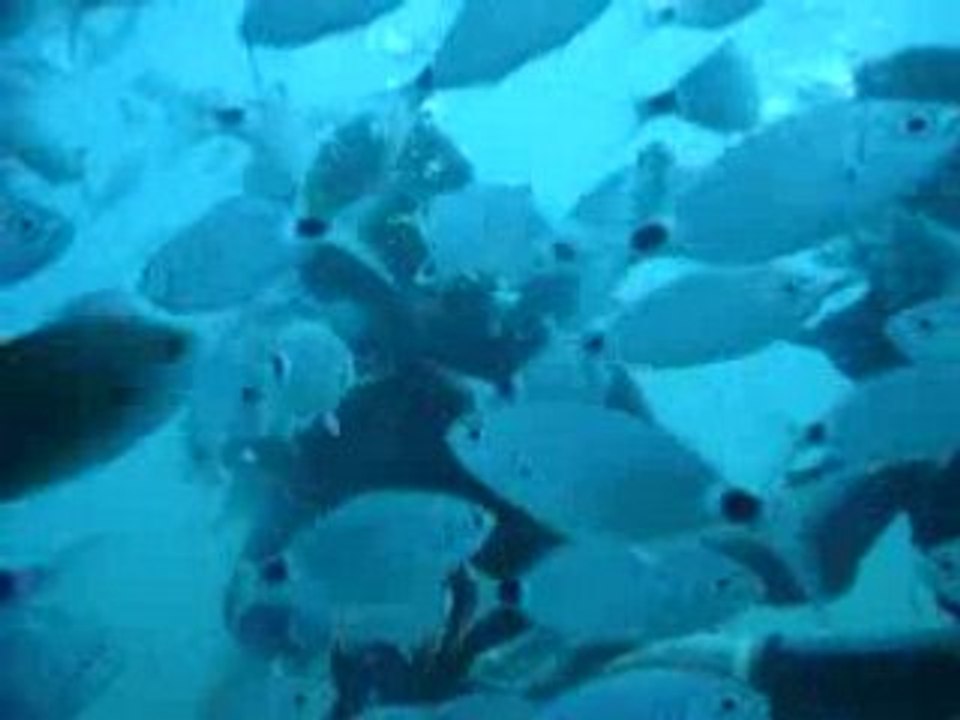 Plongee sous marine