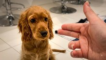 Funniest Pets and Most Hilarious Animal Encounters