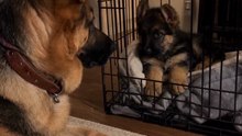 The crying stopped the first night he moved down there 🥹🐾