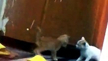 Tiny Kittens’ Epic Little Fight 😹🐾