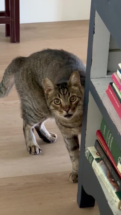 Cat Gives Hilarious Shocked Look When Meeting N...