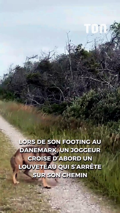 Un joggeur se retrouve face à deux loups en pleine forêt