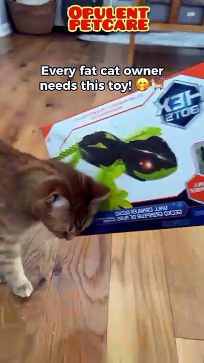 RC Wall Climbing Gecko Cat Toy – Interactive Re...