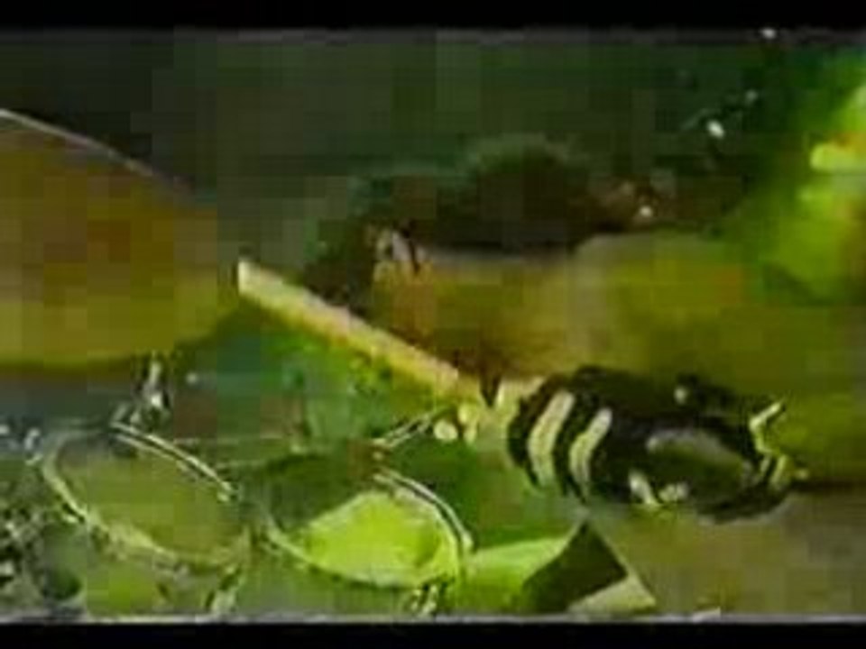 Cannibal Corpse - Hammer Smashed Face Live 1993
