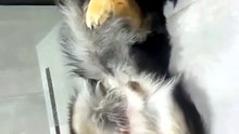 Funny German Shepherd #fun#germansherphed#funny# follow me on daily motion channels
