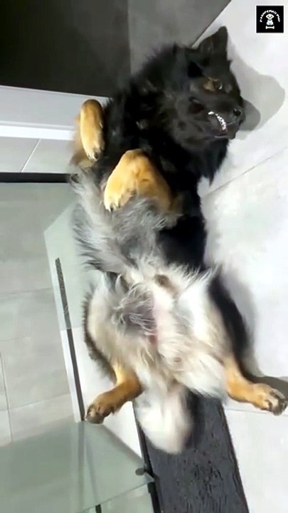 Funny German Shepherd #fun#germansherphed#funny# follow me on daily motion channels