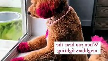 funny dogs like gossip