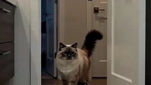 The Ragdoll Cat Has Questions About the Bathtub