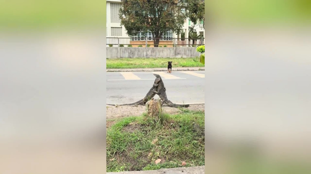 Giant Monitor Lizards Engage in Fierce Street F...