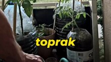 Balkonda sebze yetiştirme yöntemi 🍅🌶 How to grow vegetables on the balcony