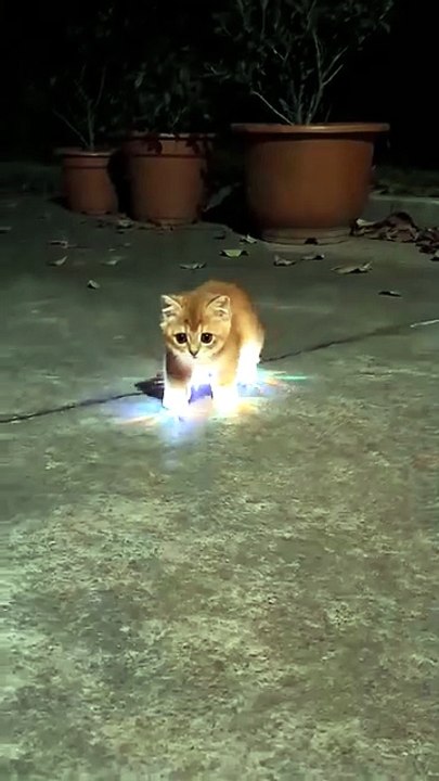 cute little kitten #cat #funny #shortsfeed