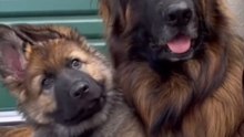 Things Your German Shepherd Will Never Tell You