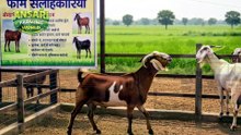 🐐 Goat Farming Online Training 2026 | Beginner Se Farm Start Karne Tak | Part 1 #goat #trending