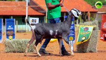 Anglo Nubiana  FSA NJA VALETA - Excelente animal