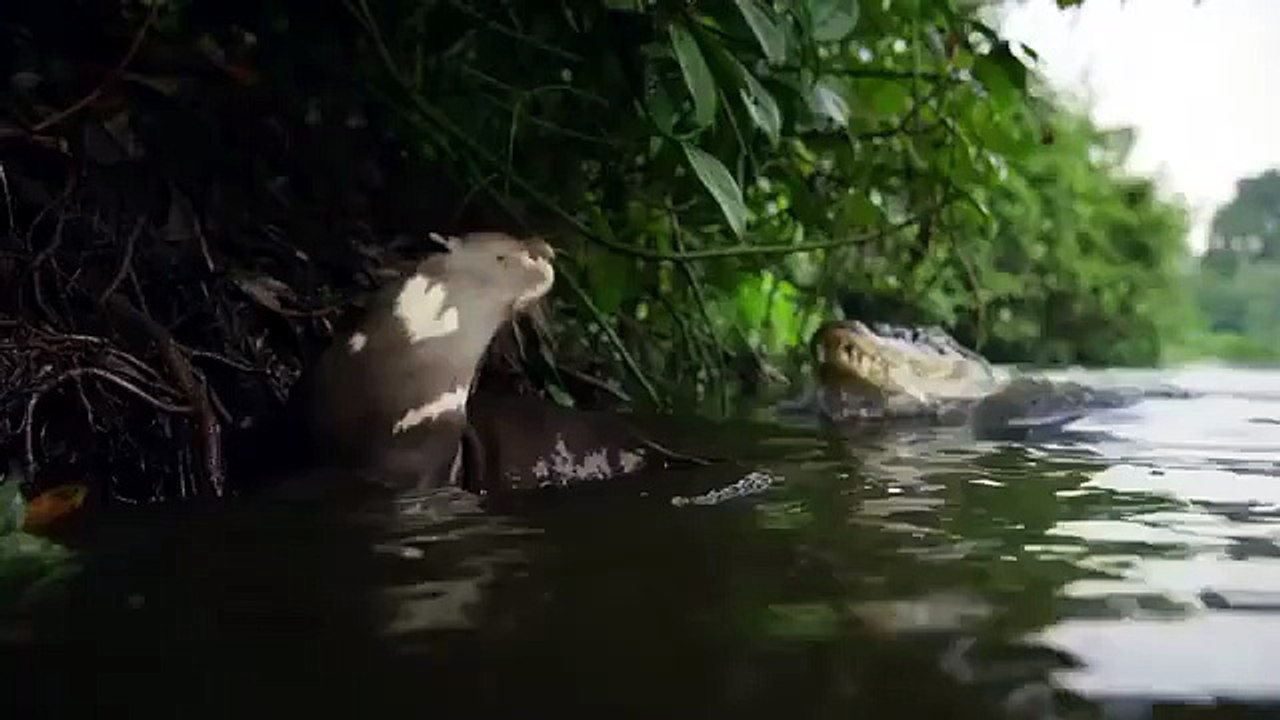 GIANT OTTERS vs CAIMAN! 😱 The River Battle Nobody Expected