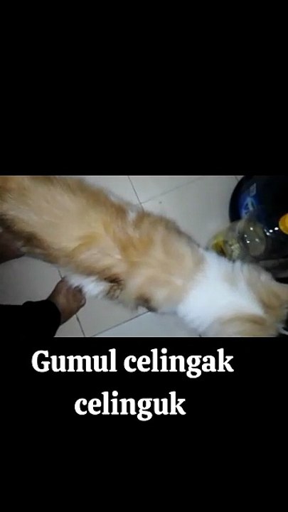 Funny cat