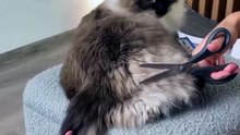 Dog Paw Trimmer with LED Light – Waterproof Pet Grooming Clipper