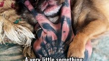 King Chilli The Pug