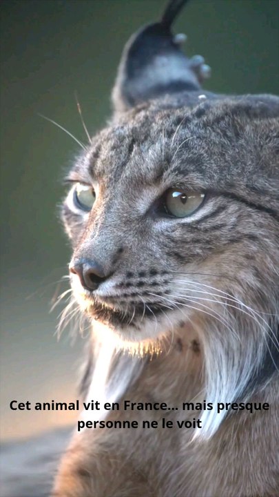 Le Lynx Boréal : Le Prédateur Fantôme des Forêt...