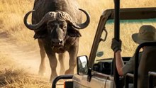 We thought he was done… then he came back from the other side. 😳🐃