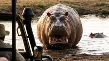 We thought there was only one… then the water moved. 😳🦛🦛