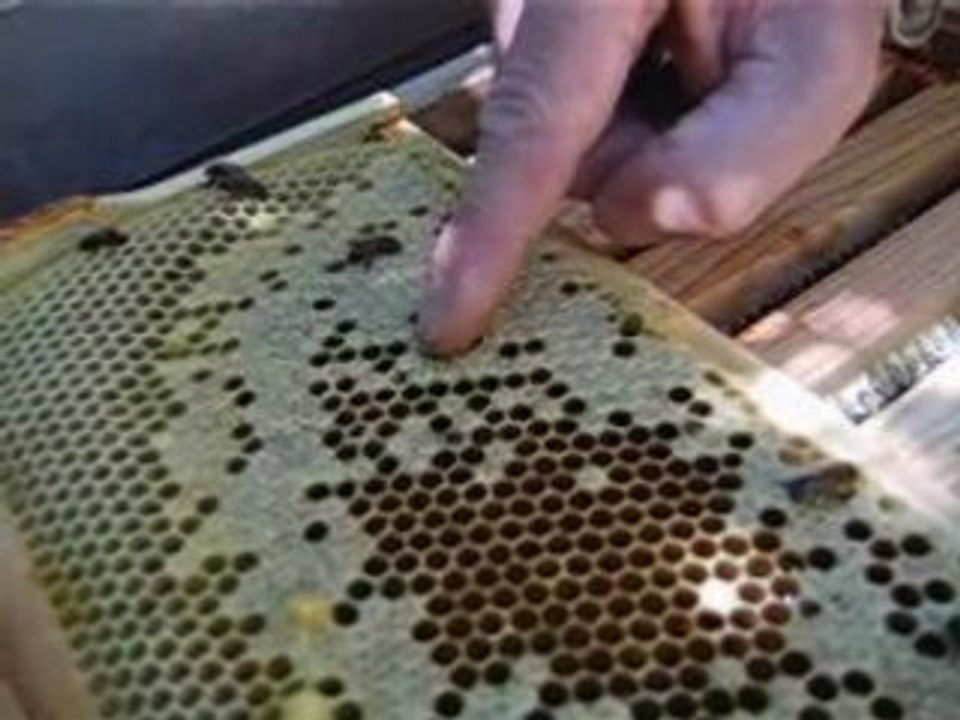 Naissance de 2 abeilles
