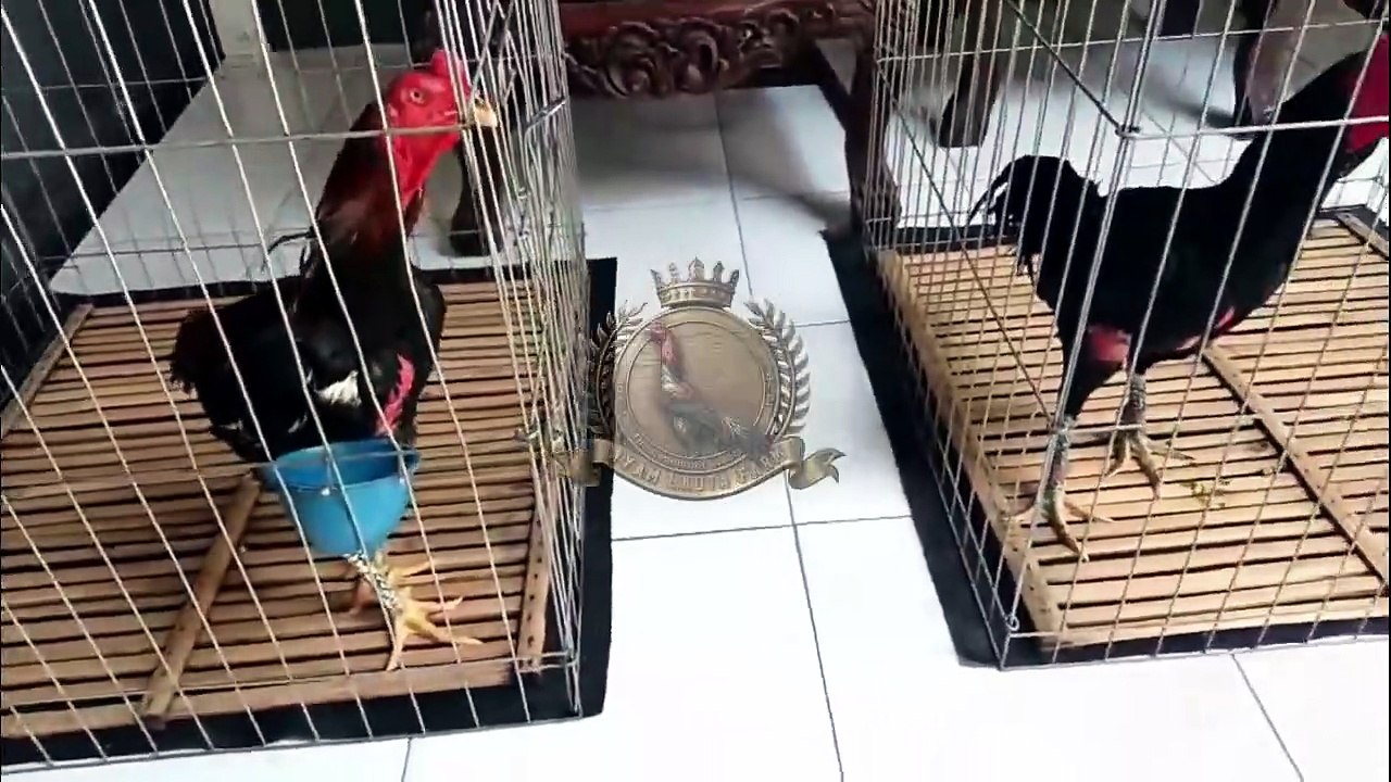 SOAL SILANGANNYA SERAHKAN KOKOH SAJA