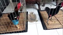 SOAL SILANGANNYA SERAHKAN KOKOH SAJA