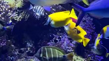 Reef Recovery? 🤯 The Truth!