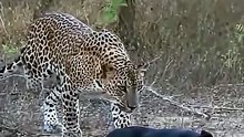 Shocking Safari Video Of A Wild Leopard Silently Stalking And Ambushing Sleeping Dogs
