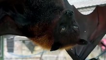 Vampire Bats Are Real... and This Is What They Do! 😱 #bat
