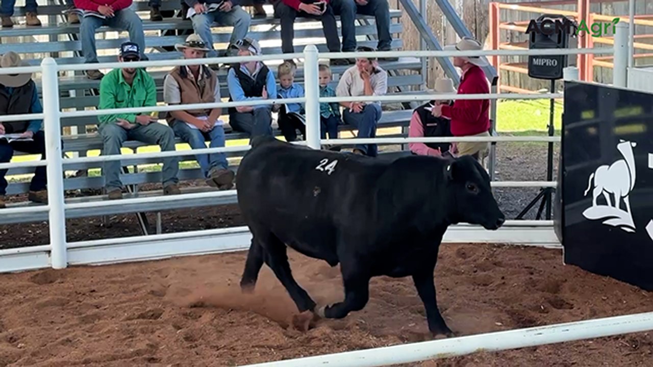 Yearling bull fetches hefty price tag at Loomberah