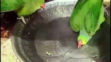 Why Parrots Need a Bath Before Breeding 🦜 | Healthy Feathers & Natural Moulting