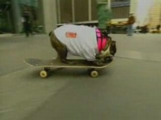 Skateboarding Dog