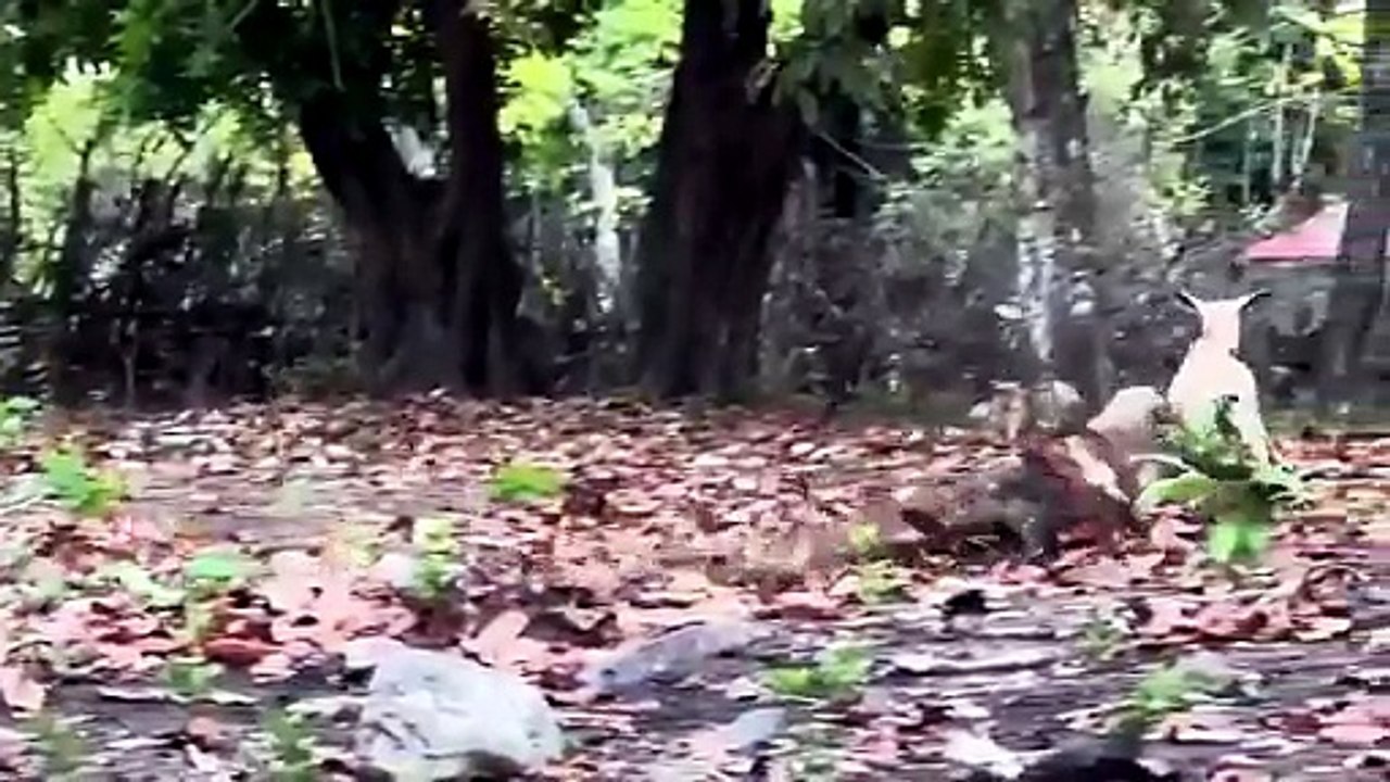 KOMODO DRAGON ATTACKS! 😱 The Hunt Turns Deadly