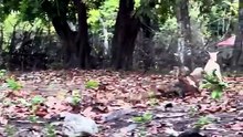 KOMODO DRAGON ATTACKS! 😱 The Hunt Turns Deadly