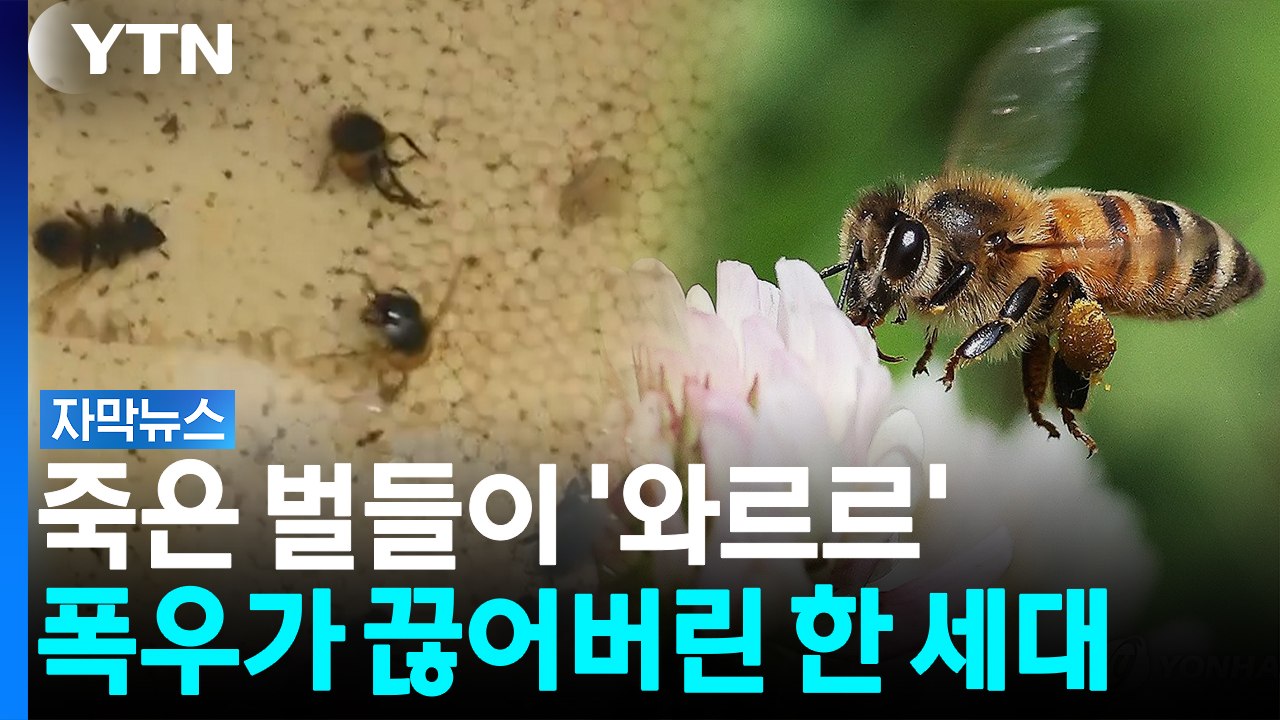 벌통 열자 죽은 벌 '수두룩'....폭우에 휩쓸린 벌들의 처참한 모습 [자막뉴스] /...