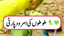 Parrots Love Fresh Guava 🦜🍈 | Happy Parrot Feeding & Natural Bond